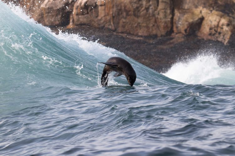 Lobo marino surgelando una ola