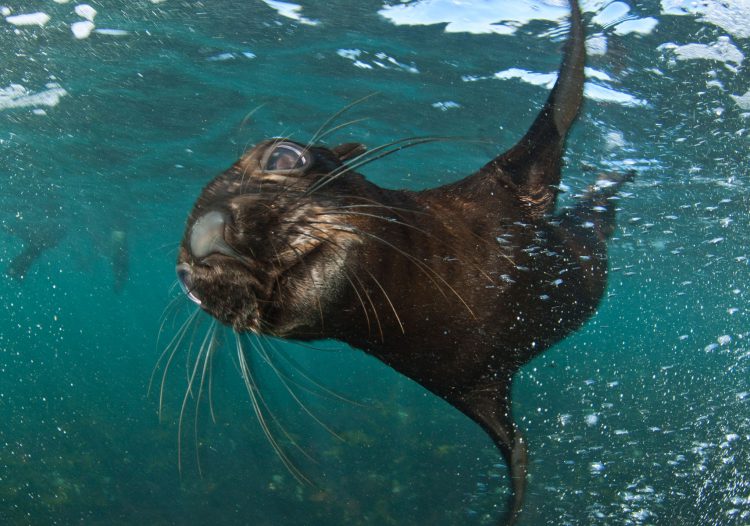 Lobo marino bajo el agua