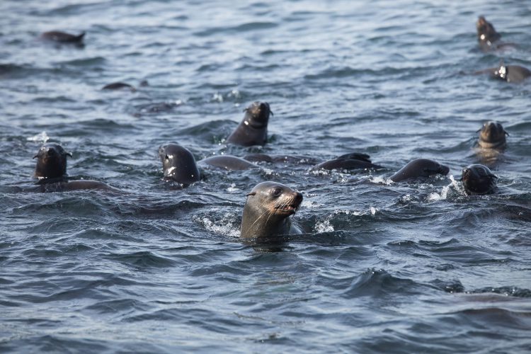 Leones marinos nadando en las aguas alrededor de la isla Duiker