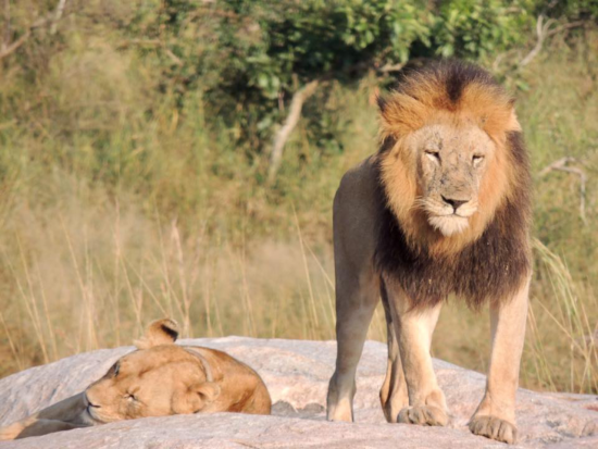 Two lions on a rock