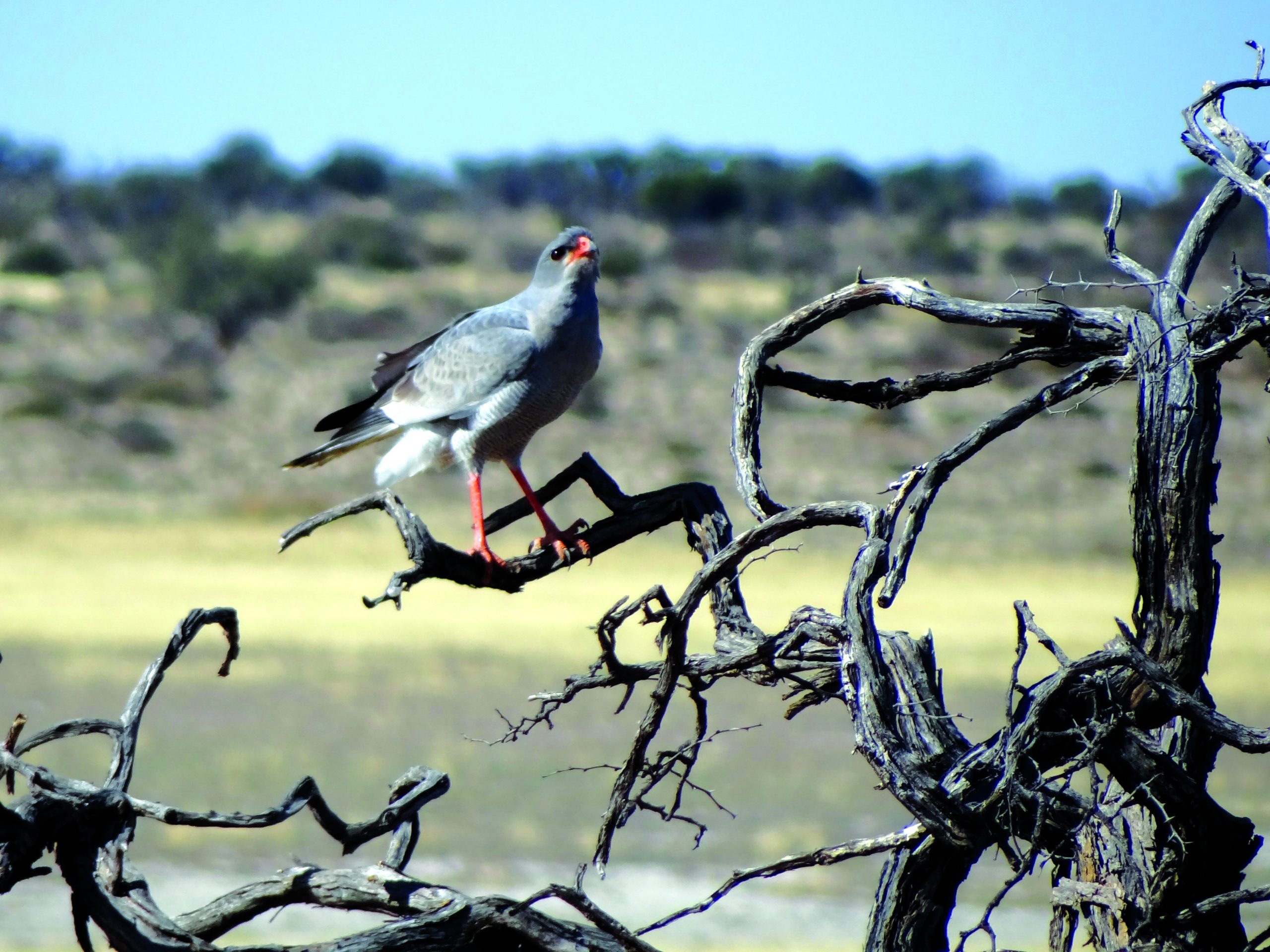 A Pale Chanting Goshawk