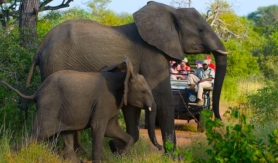 Dois elefantes cruzam a estrada durante safári na Reserva Balule, na região do Grande Kruger