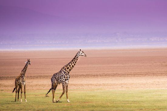 Two giraffes at Lake Manyara