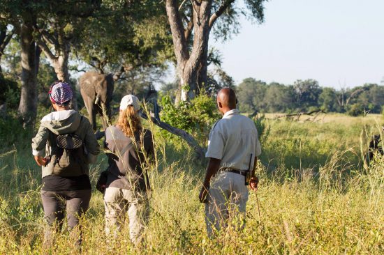 Personen auf einer Wander-Safari beobachten Elefanten