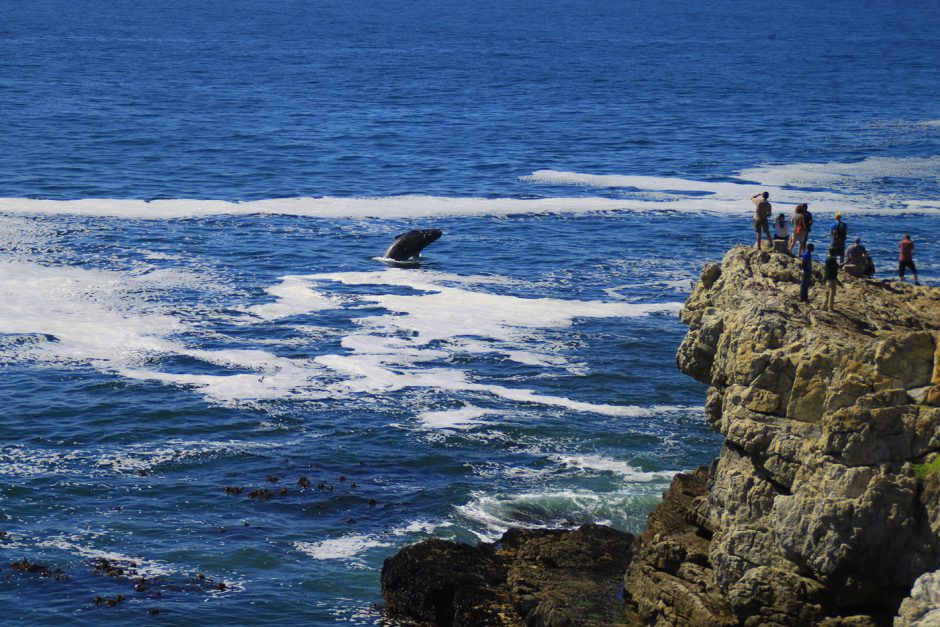 Baleines dans la baie d'Hermanus, observables depuis les falaises.