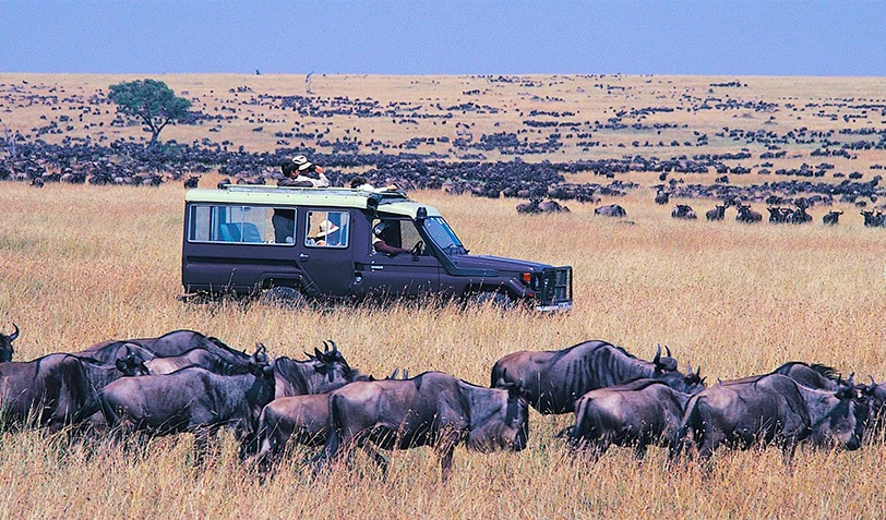 Gnus são observados durante safári no Quênia