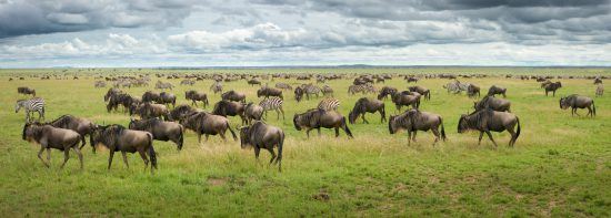 An implausibility of wildebeest