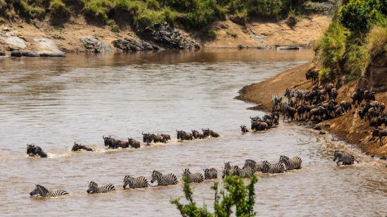 zebra and wildebeest crossing