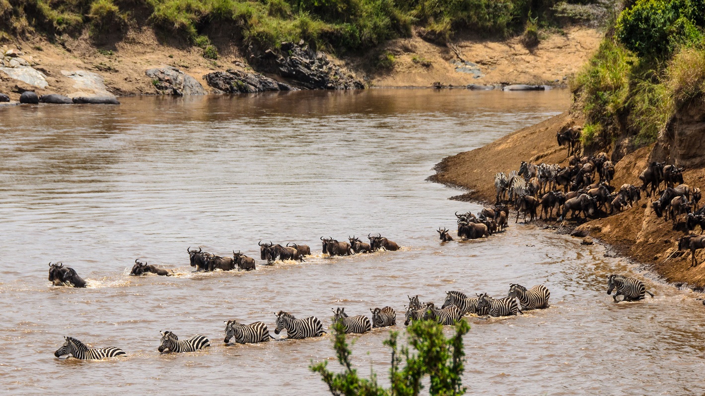 zebra and wildebeest crossing is amazing to see the Great Wildebest Migration