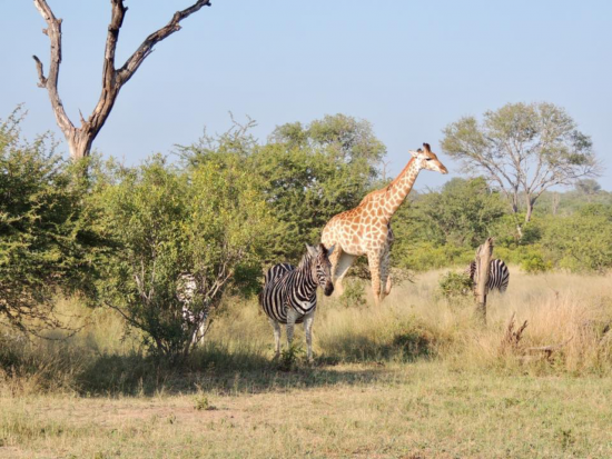 Zebra and giraffe in African bush