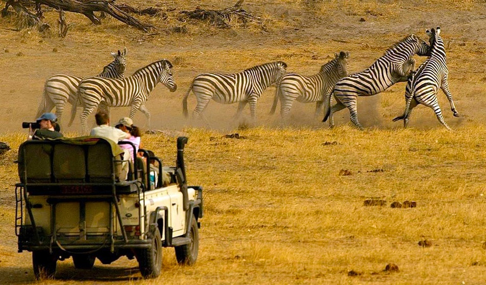 Zebras dão show a parte durante safári na África, Parque Nacional Kruger