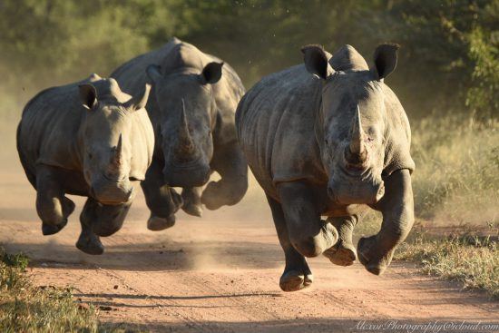 Alexander van Rijckevorsel, Johannesburg, GT, South Africa on the run trying to escape cyclone Dineo