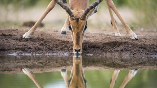 Météo au Parc Kruger | Impala