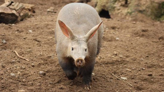 Aardvark, an odd animal