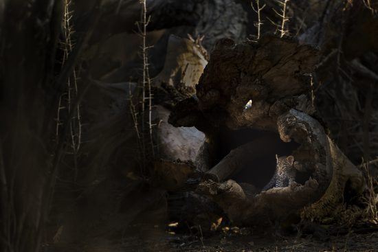 Alistair Swartz - A tiny leopard cub hides in a fallen hollow tree.