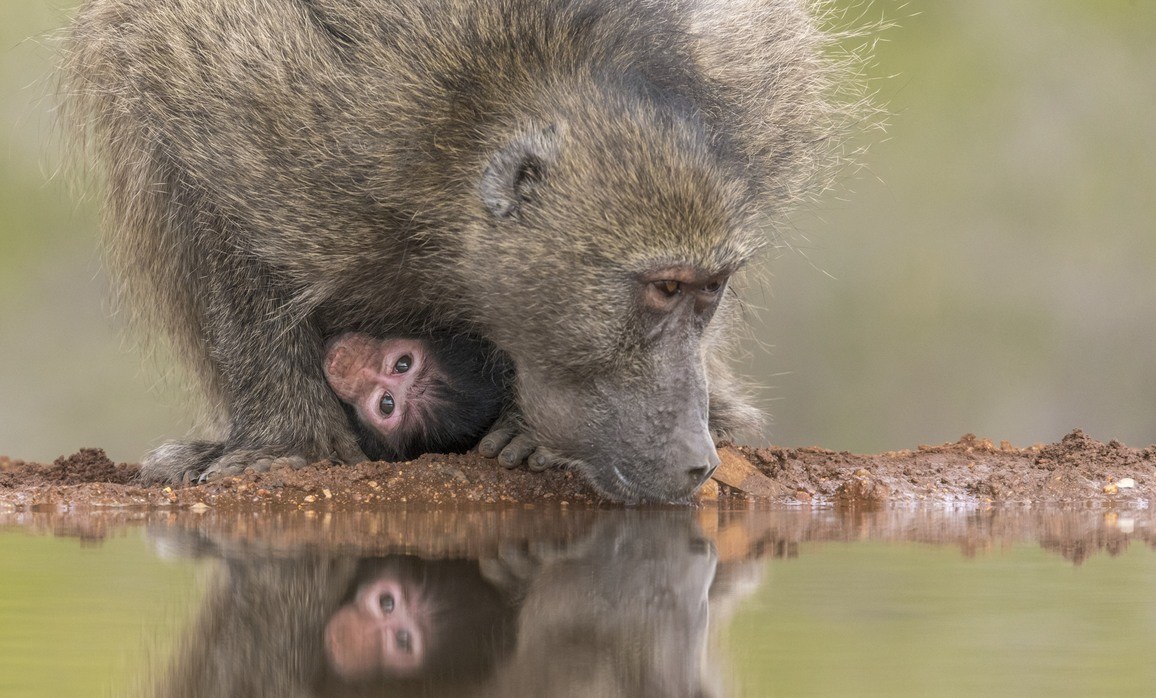 Mère et bébé babouin près d'une rivière au Kruger