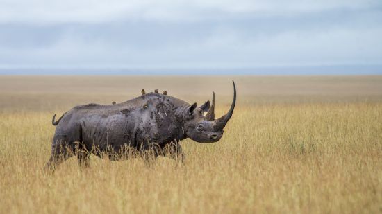 Nashorn mit Vögeln in der Savanne