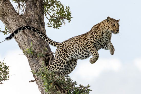 Carsten Riedl, Masai Mara, Leopard jumps from one Tree to another