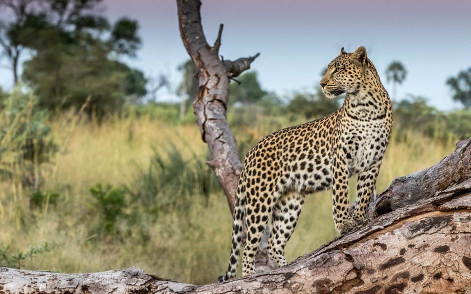 Ein Leopard im Okavango Delta in Botswana dreht sich auf einem umgestürzten Baum um