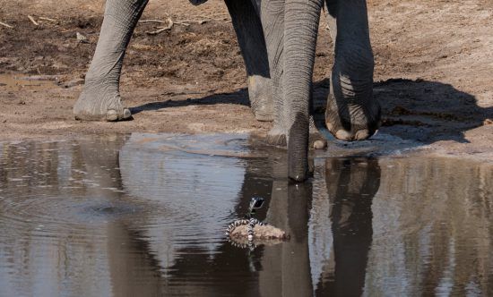 An elephant at waterhole with the GoPro