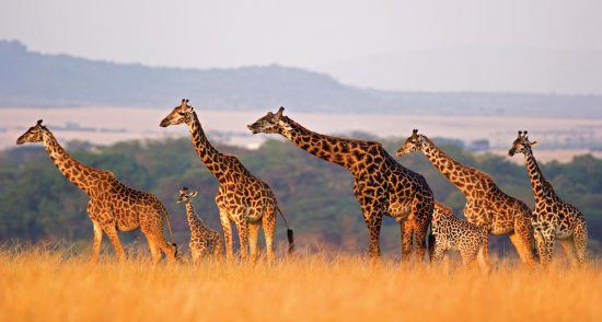 A herd of giraffes