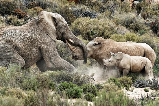 HansPeter Lang, Elephant against Rhino seen in the Aquila Safari Private Game Reserve during a game drive in Oct 2016