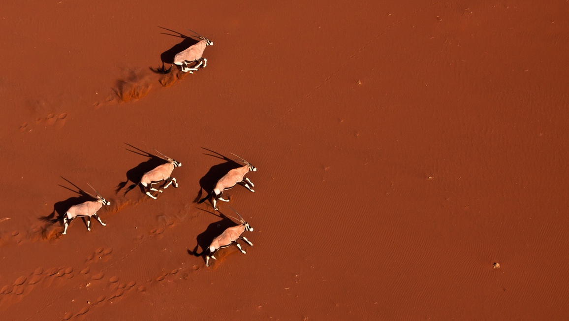 Oryx galopant dans les désert de Namibie