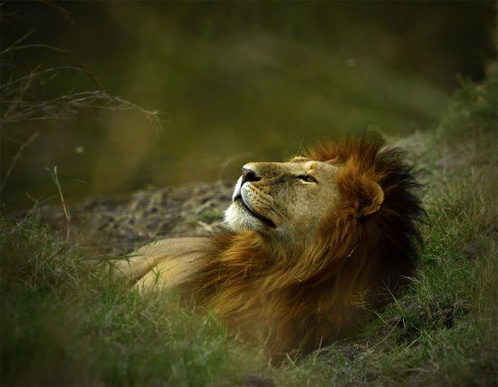 Lalith Ekanayake, Sri Lanka - Siesta