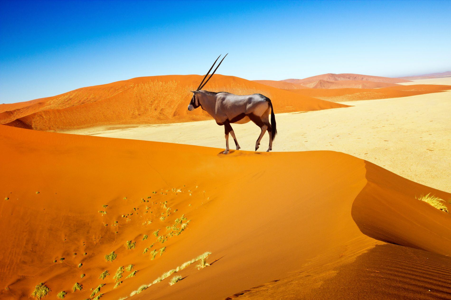 Un antílope sobre una duna en Namibia