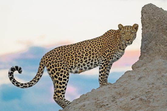 Matt Lyons, Kuala Lumpur, Malaysia, Beauty at sunset. checking out her dinner options for the evening...... Taken in Kwando Lagoon, Okavango Delta, Botswana.