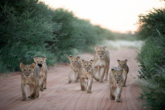 Mom with baby lions