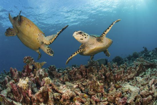 Mozambique under water ocean life - turtles