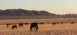 Namib_desert_feral_horses-namibia