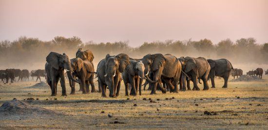 Rejeev Parikh - Mayhem in South Africa