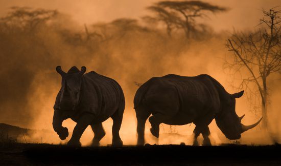 Africa's Photographer of the Year Big 5 winner