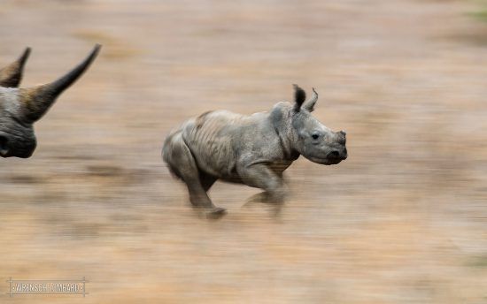 A rhino calf runs through the long grass