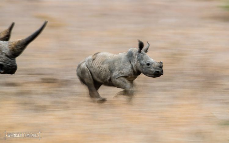 Petit rhinocéros galopant dans la savane africaine suivi par sa mère