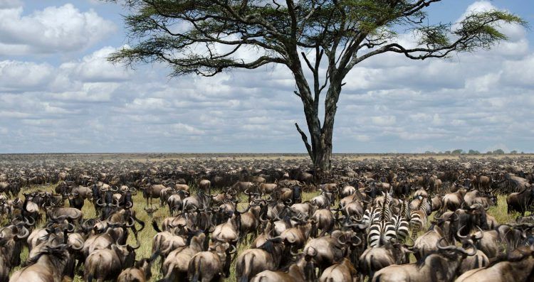 Unzählige Gnus und Zebras inmitten der "Großen Tierwanderung" in Kenia