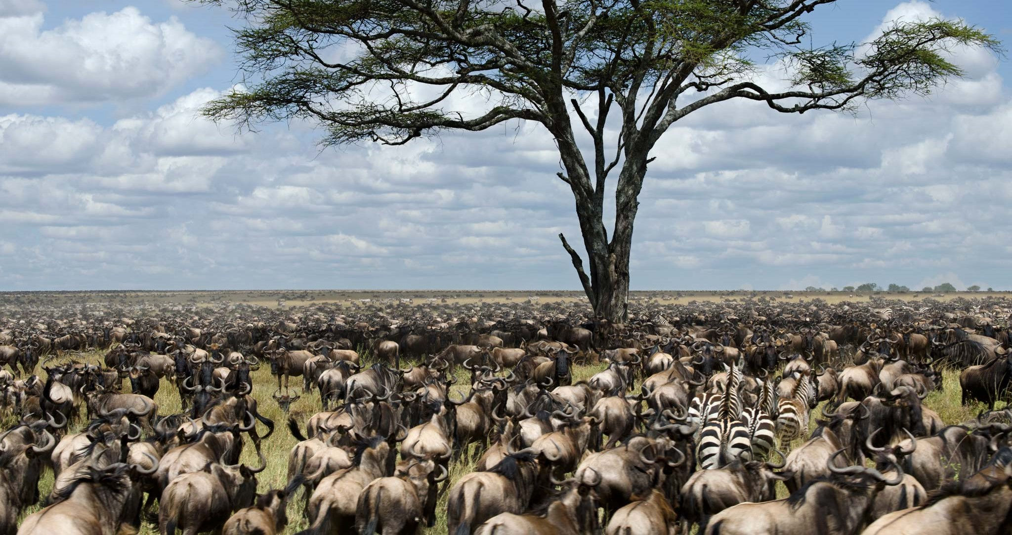 Gnous et zèbres à perte de vue dans la vallée du Masai Mara au Kenya.