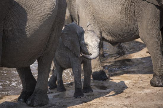 A baby elephant takes shelter