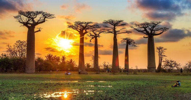 Baobab-Bäume auf Madagaskar