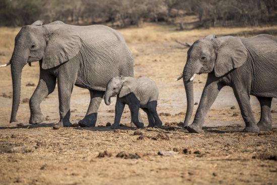 Two elephants walking by with a calf between them