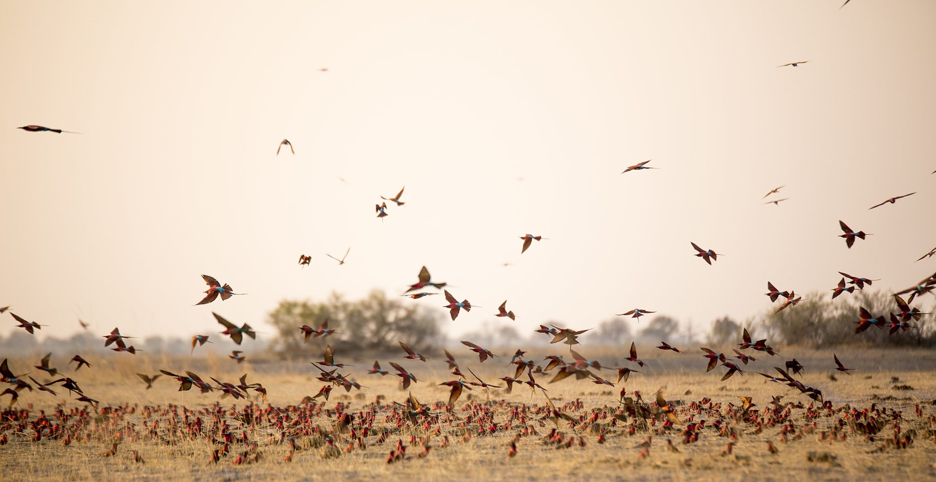 Conjunto de pájaros volando en África