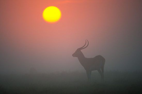 The African sunset casts a misty silhouette of a buck