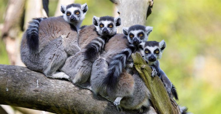 Lemurs huddling on a branch in Madagascar