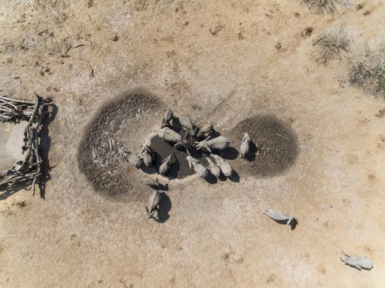 An aerial shot of a heard around the waterhole