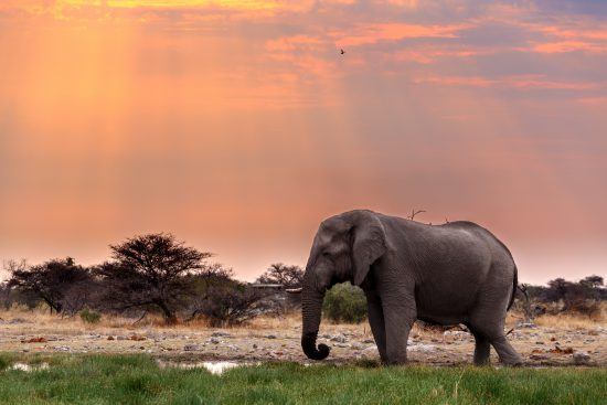 An elephant walking at sunset