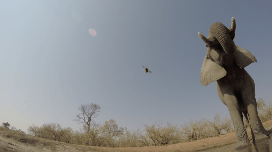 A footage shot from the GoPro of an elephant (and a bug)