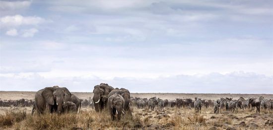 Elefantes e animais de planícies são fotografados no Parque Nacional Etosha. Foto: Ben McRae / Alamy