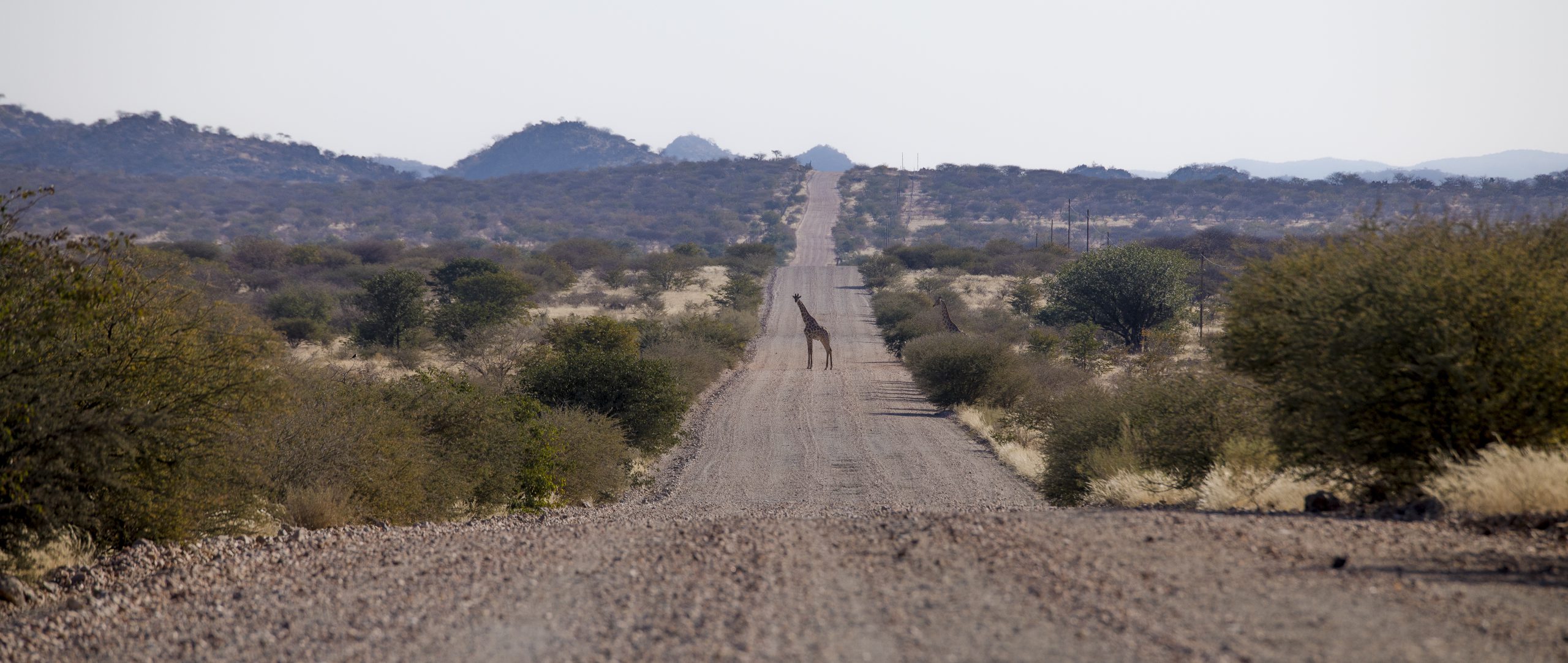 A giraffe in road in Namibia